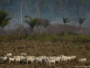 Prokrčeno šumsko područje u regiji Alvorada i ovce na ispaši (picture-alliance/dpa/AP/L. Correa)