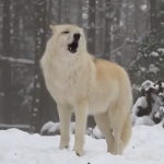 Kako vukovi čuvaju prirodu