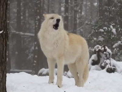 Sve je započelo u nacionalnom parku Yellowstone