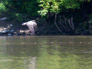 Projekt WWF: Prvi puta u Hrvatskoj 'europska Amaziona' snimljene kamerom na 360 stupnjeva, foto HINA / Ante GUDELJ / mm