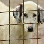 Prijatelji životinja traže humane i praktične zamjene za testiranja na životinjama u Hrvatskoj
