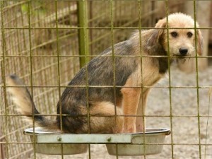 Napušteni pas u skloništu u Cerju Pokupskom, foto HINA/ Mladen VOLARIĆ/ ik