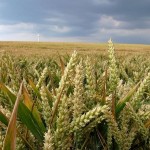 Hrvati protiv GMO-a samo kod kuće?