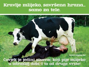 kravlje mlijeko