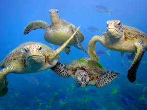 Green turtles (Chelonia mydas) swimming in the Great Barrier Reef, Queensland.