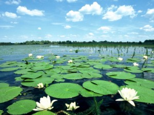 water lily, © by Mario Romulic, amazon-of-europe.com/hr