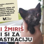 21 udruga za zaštitu životinja apelira na građane da od svojih gradova i općina traže obavezu trajne sterilizacije!