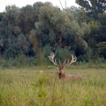 Udruge za zaštitu prirode: Novi Zakon o lovstvu nije usklađen sa zakonodavstvom EU-a, plaćat ćemo novčane kazne