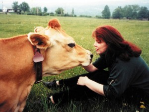 krava u utocistu Farm Sanctuary