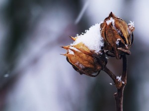 Tragovi-u-svijegu_najava_2019