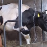 Prijatelji životinja reagiraju na slučaj klanja bolesnih krava u Poljskoj: Sve meso koje se jede je bolesno