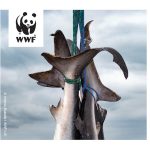 WWF: Neregulirani ribolov u Indijskom oceanu ugrožava život u moru