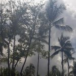 WWF: Od 2004. uništeno najmanje 43 milijuna hektara prašuma