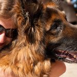 Školovanje pasa pomagača: Proces obuke dugotrajan, bitno je znati koji tip prema temperamentu najbolje odgovara potrebama korisnika