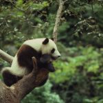 Digitalna kampanja WWF-a upozorava na ozbiljan pad divljih vrsta