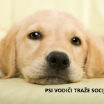 Hrvatska udruga za školovanje pasa vodiča i mobilitet traži socijalizatore za buduće pse pomagače